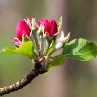 Fleur de pommier