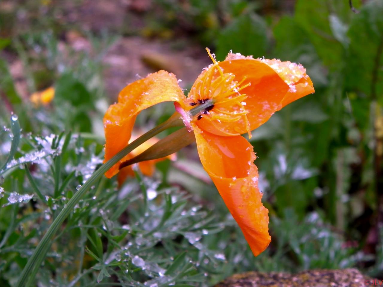 fleur soupoudrée de neige