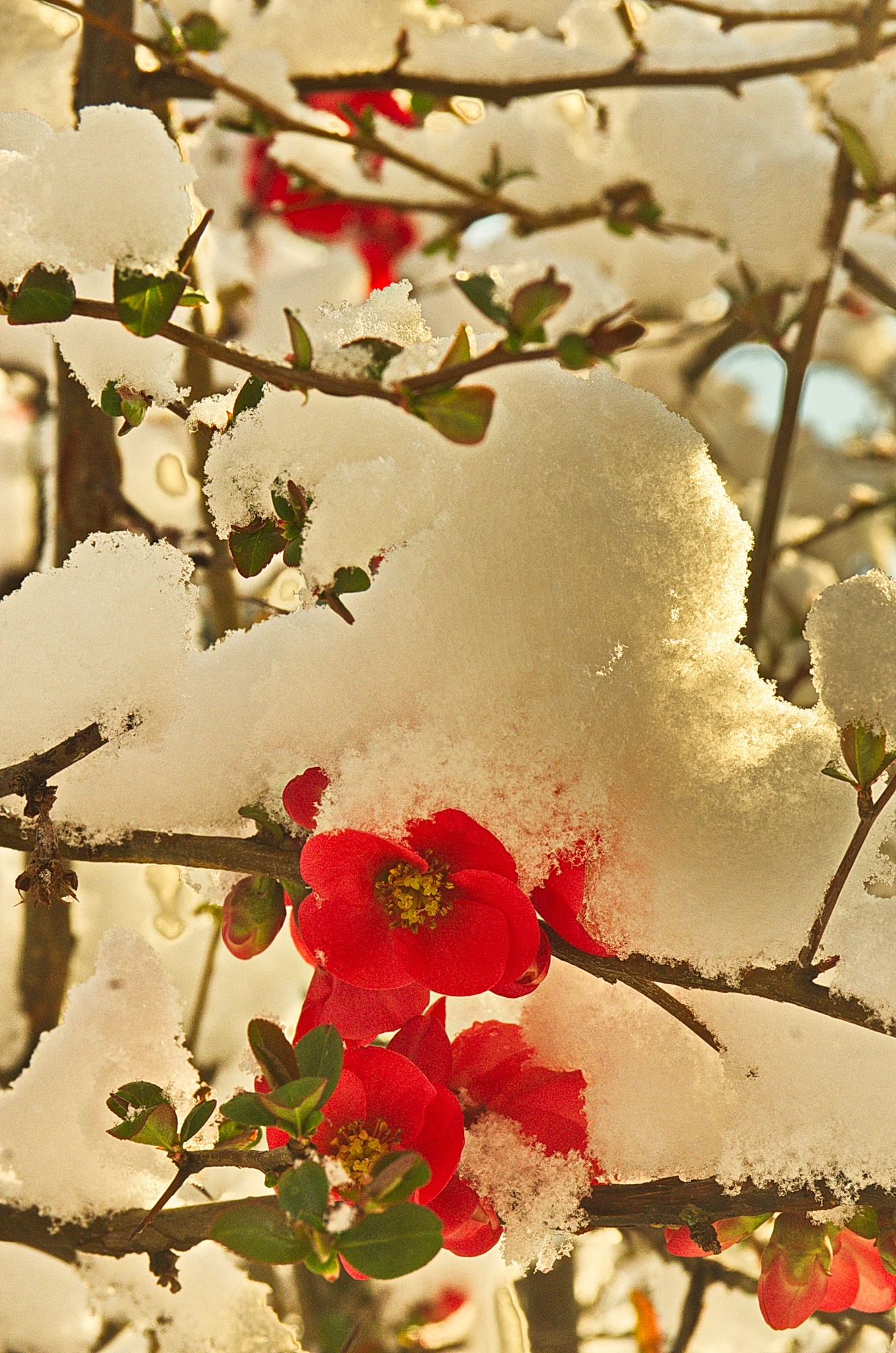 Fleurs de cognassier du japon