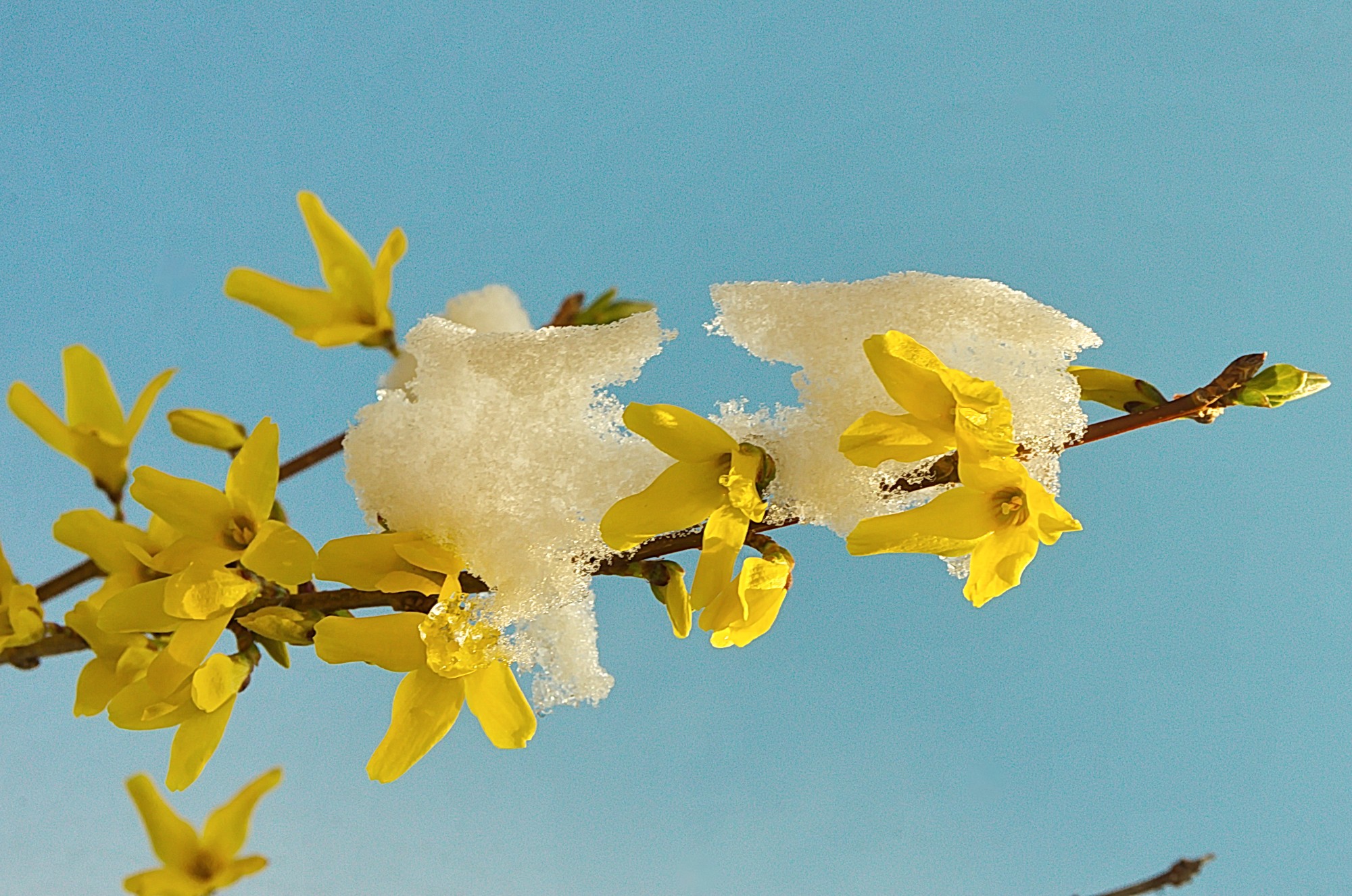 forsythia sous la neige