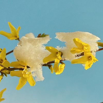 forsythia sous la neige