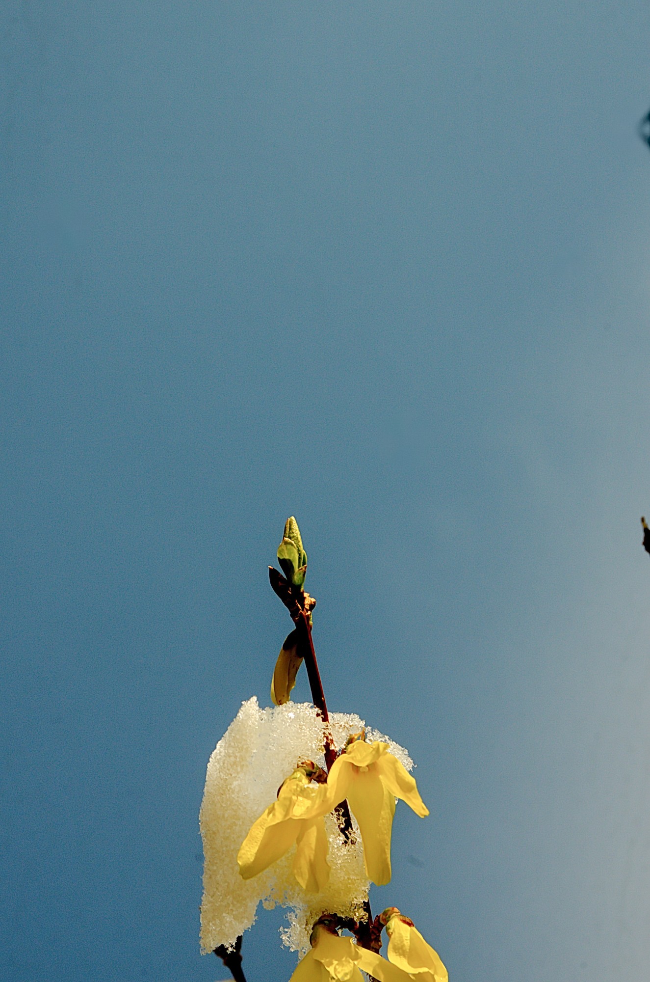 forsythia sous la neige