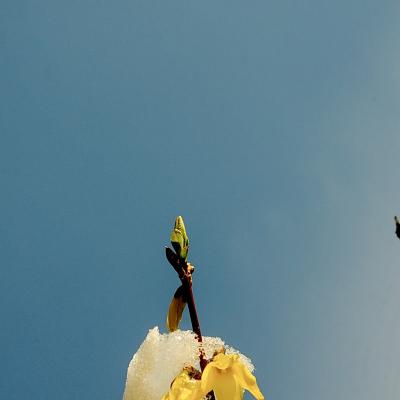 forsythia sous la neige