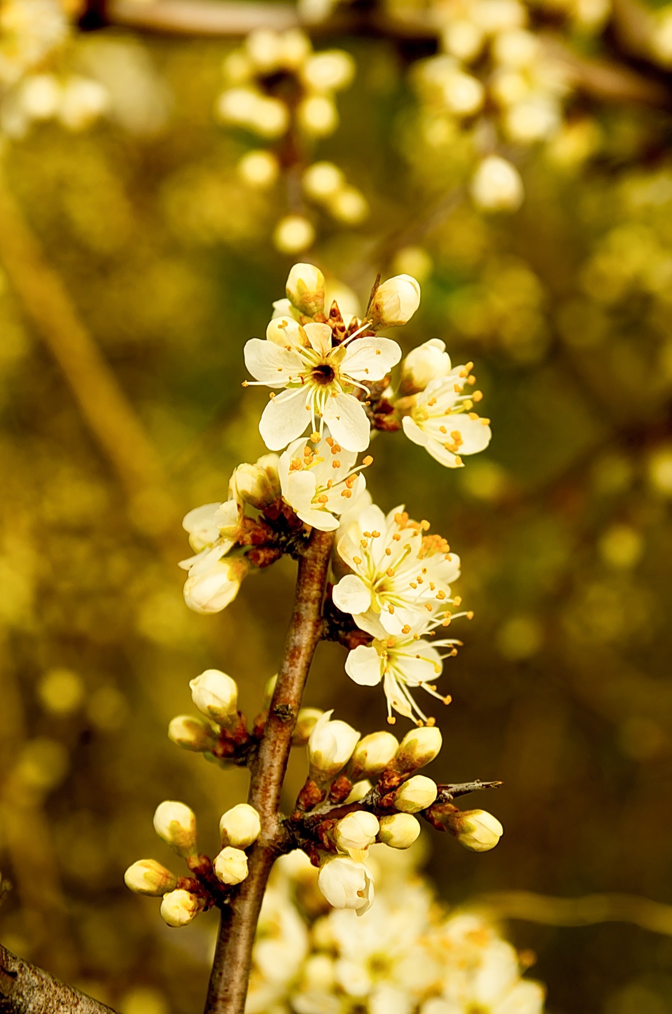 Prunellier en fleures (ça pique !)