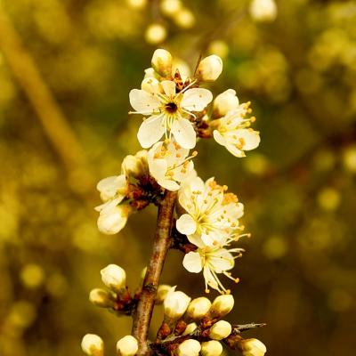 Prunellier en fleures (ça pique !)