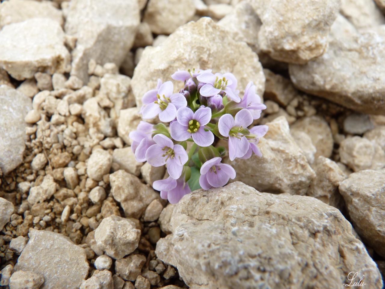 Fleurs de rocaille