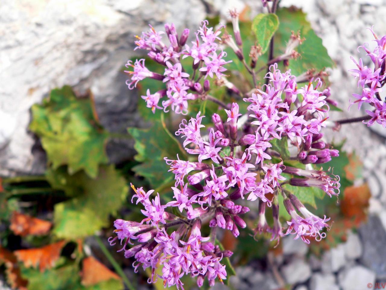 floraison dans les lapiaz