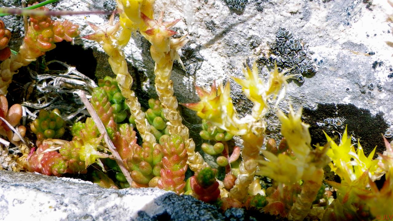 floraison dans les rochers