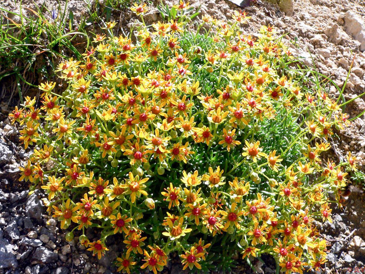 floraison en haut de la queirie