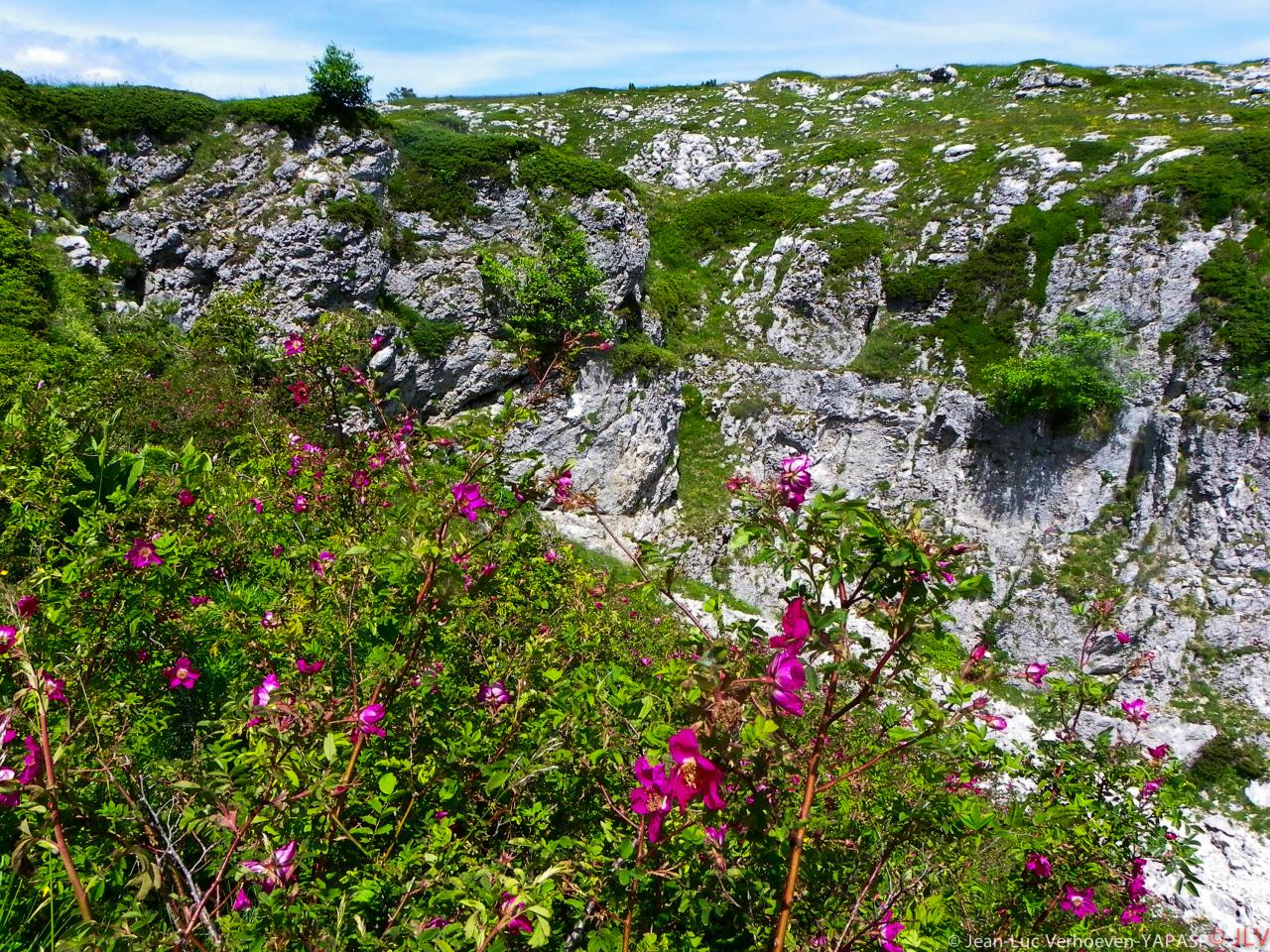 floraison sur les gagères