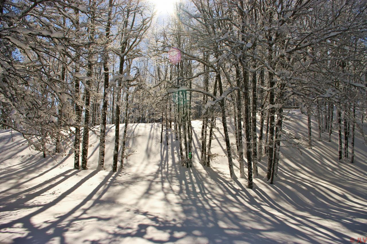 Foret l'hiver vers le but de nève