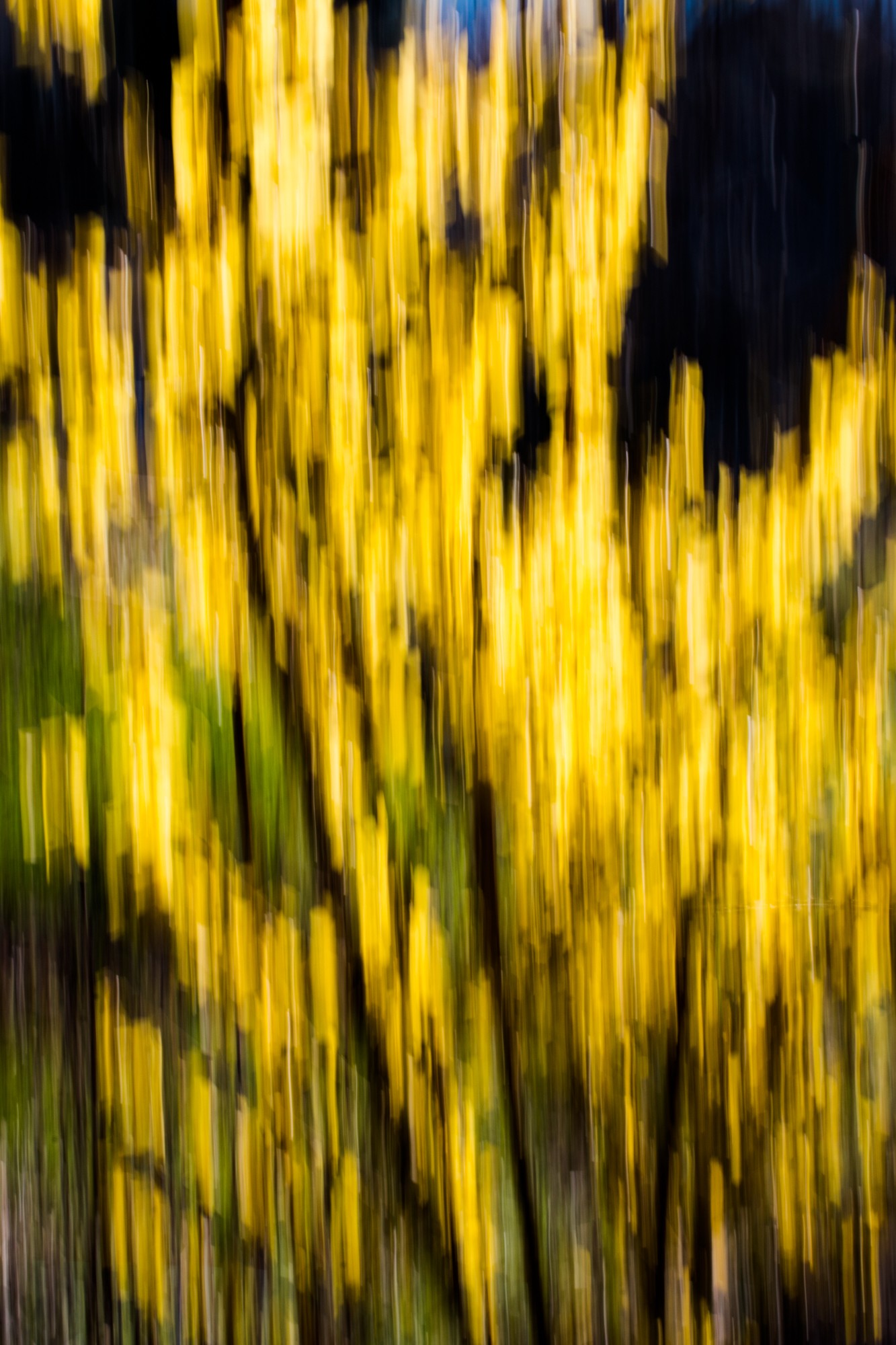 Forsythia en folie