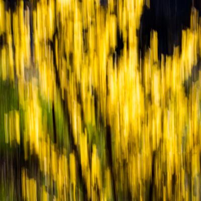 Forsythia en folie