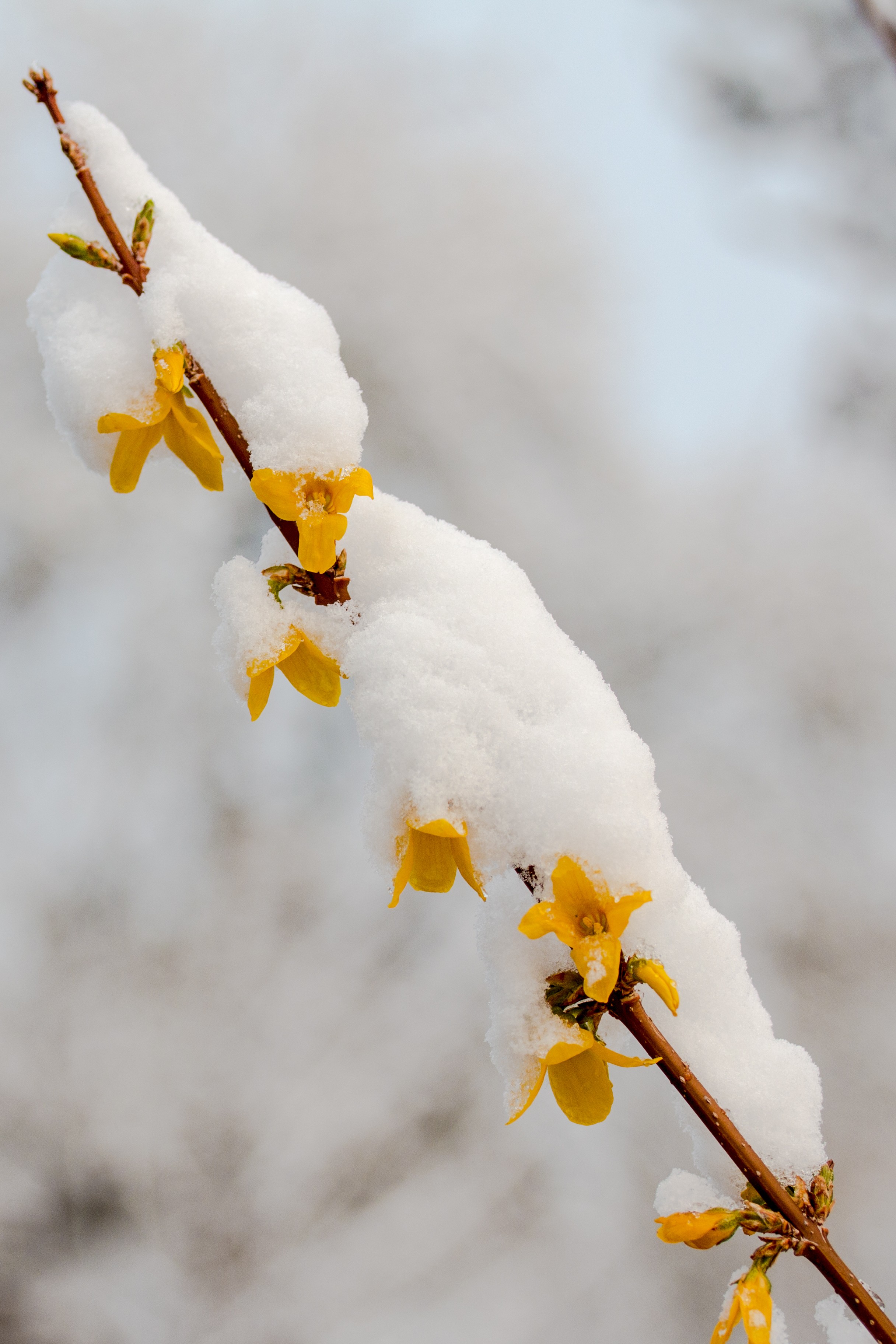 Forsythia sous la neige mars 2020