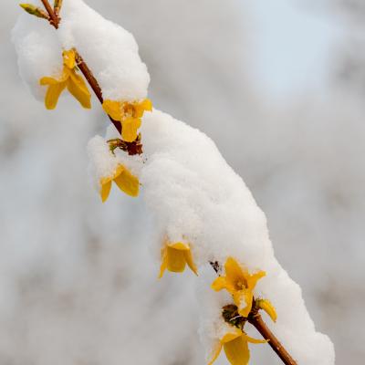 Forsythia sous la neige mars 2020