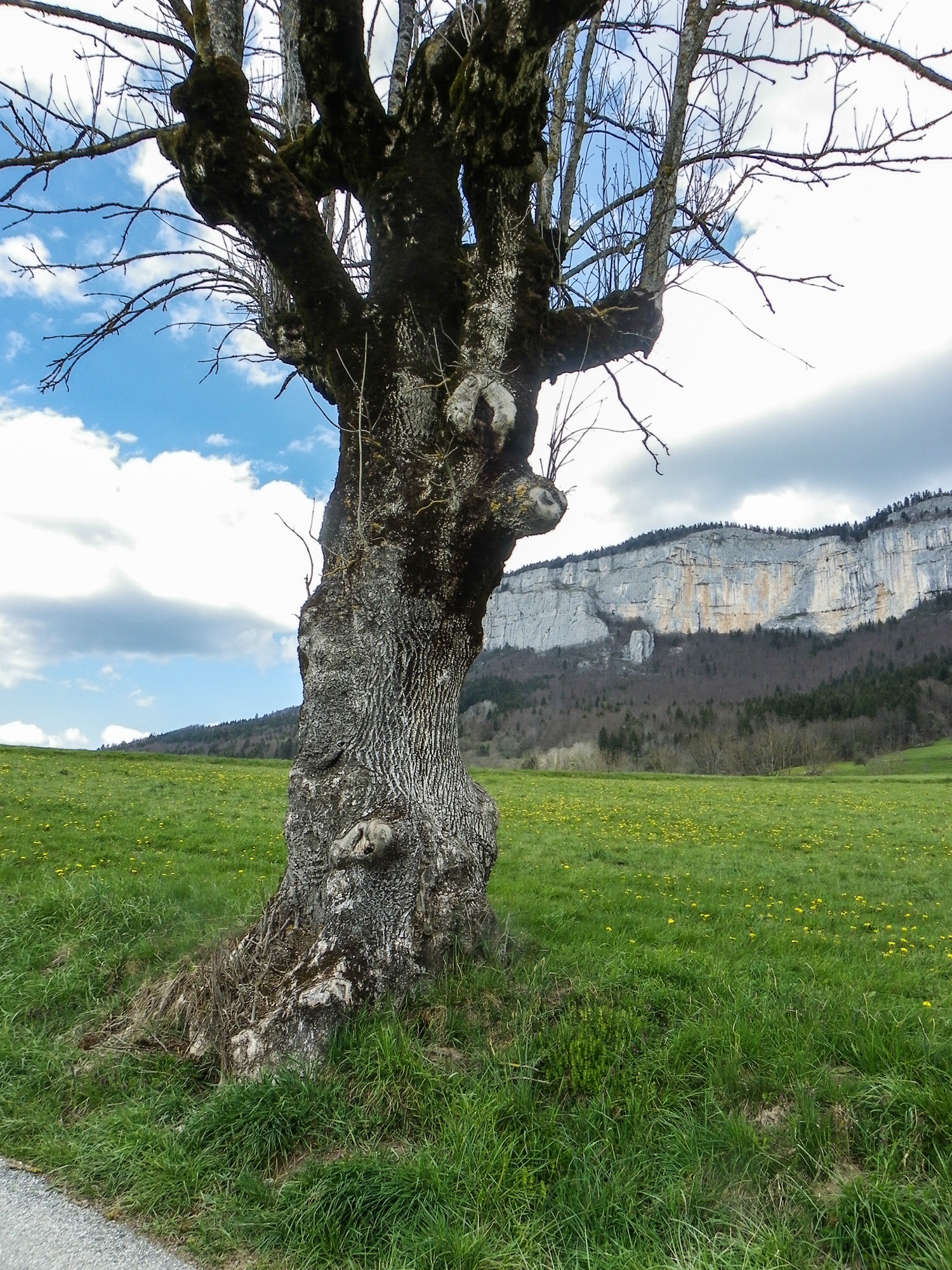 Frene taillé route de tourtre