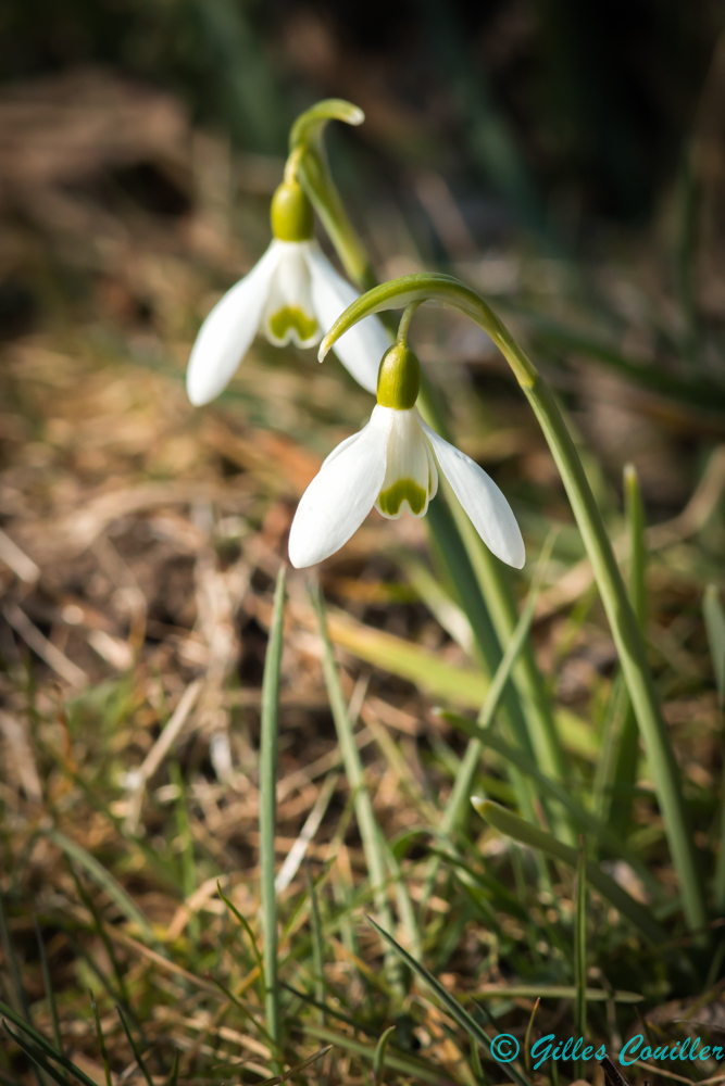 Perce-neige