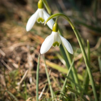 Perce-neige