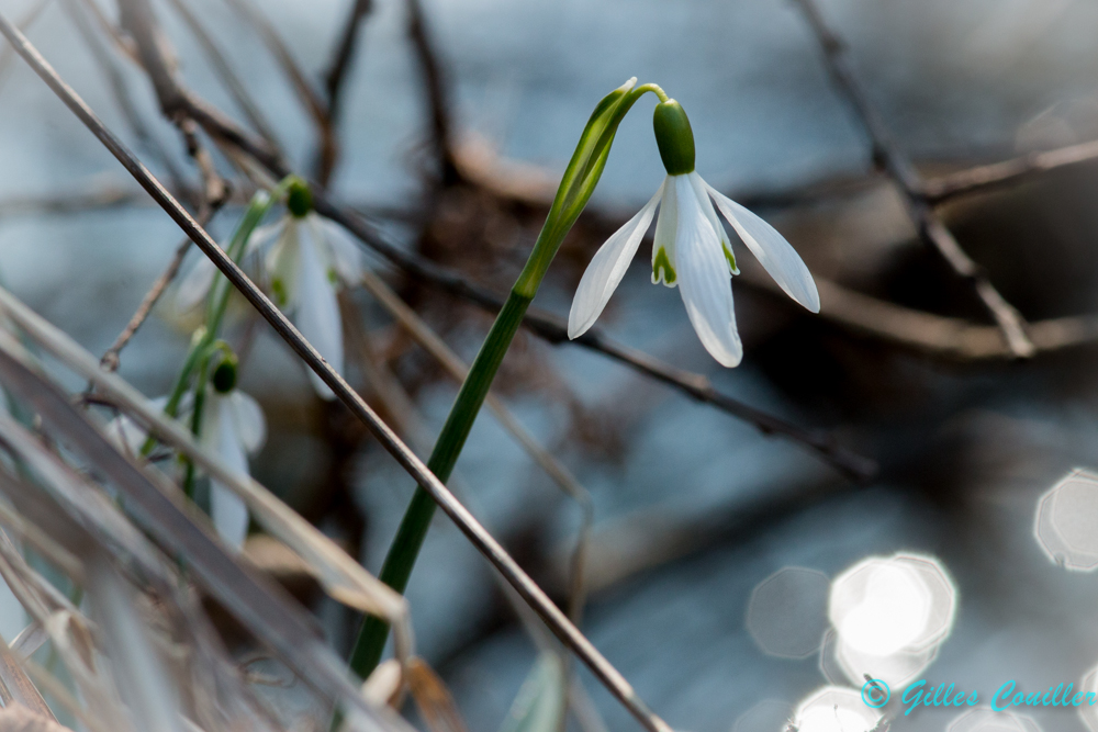 Perce-neige