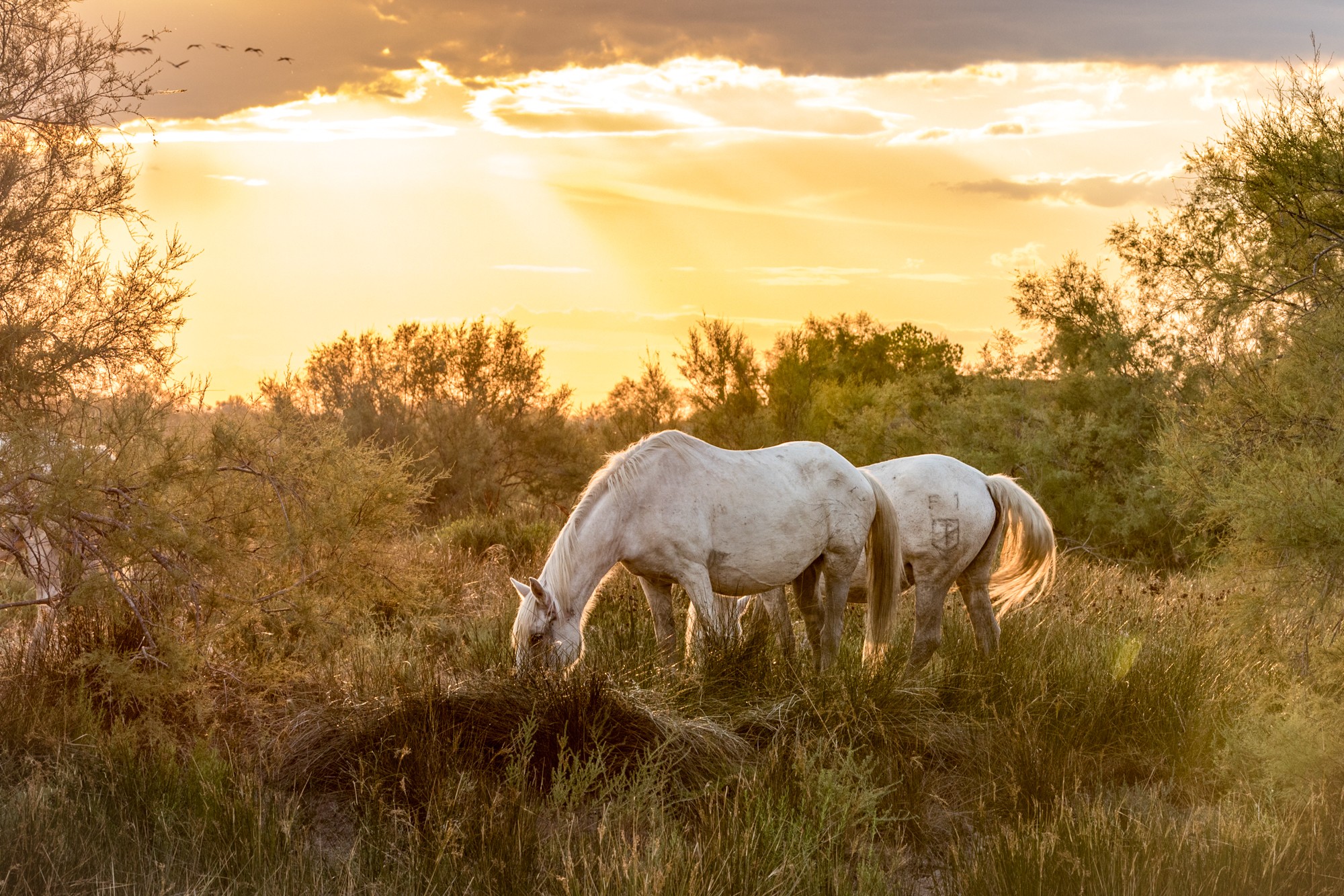 camargue