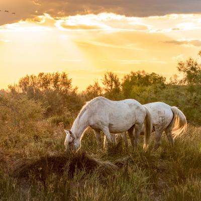 camargue