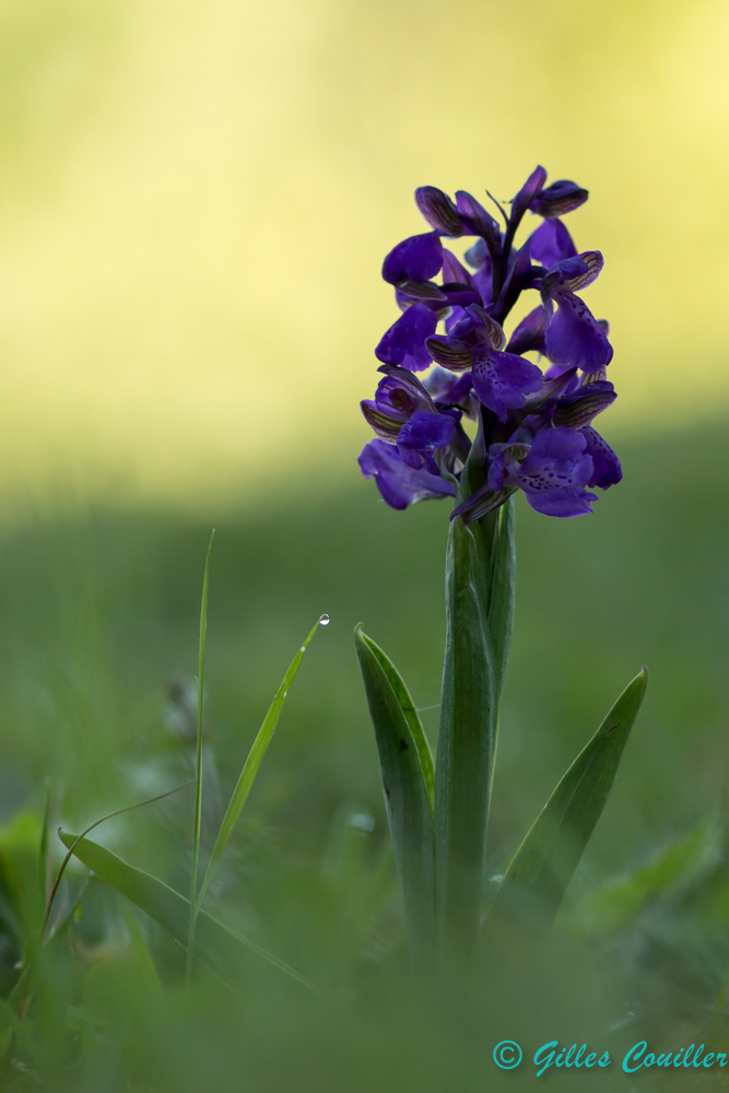 Orchis mascula