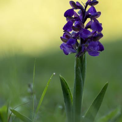 Orchis mascula