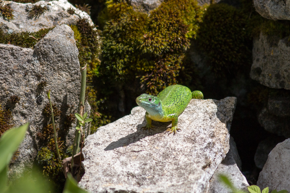 Lézard vert