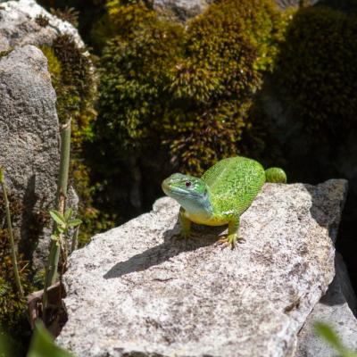 Lézard vert