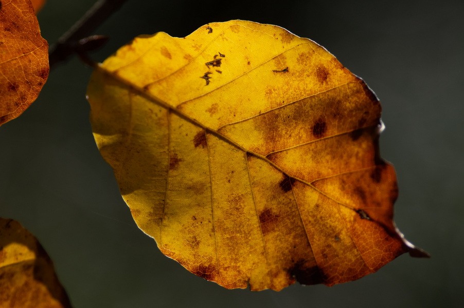 Gg automne 8836 redimensionner