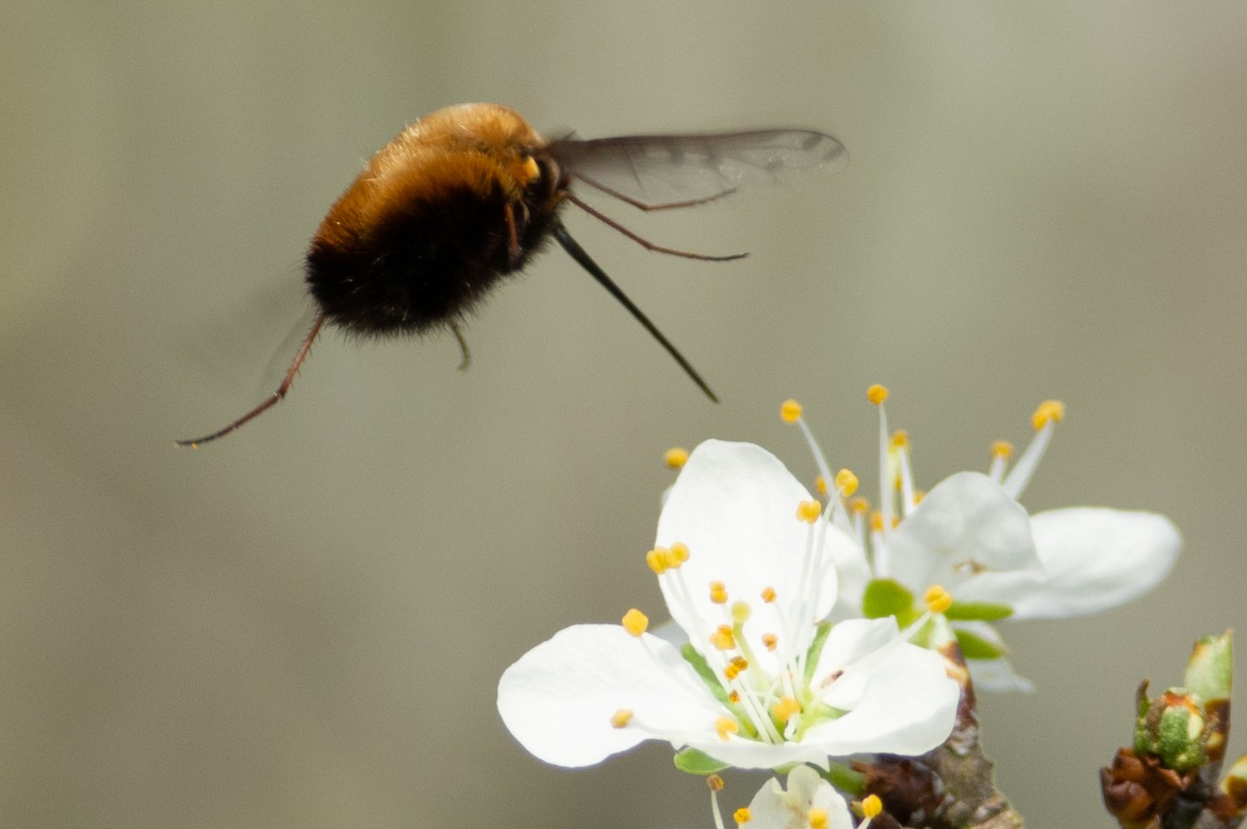 Gg bombylius discolor 3897