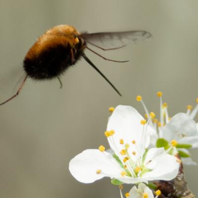 Gg bombylius discolor 3897