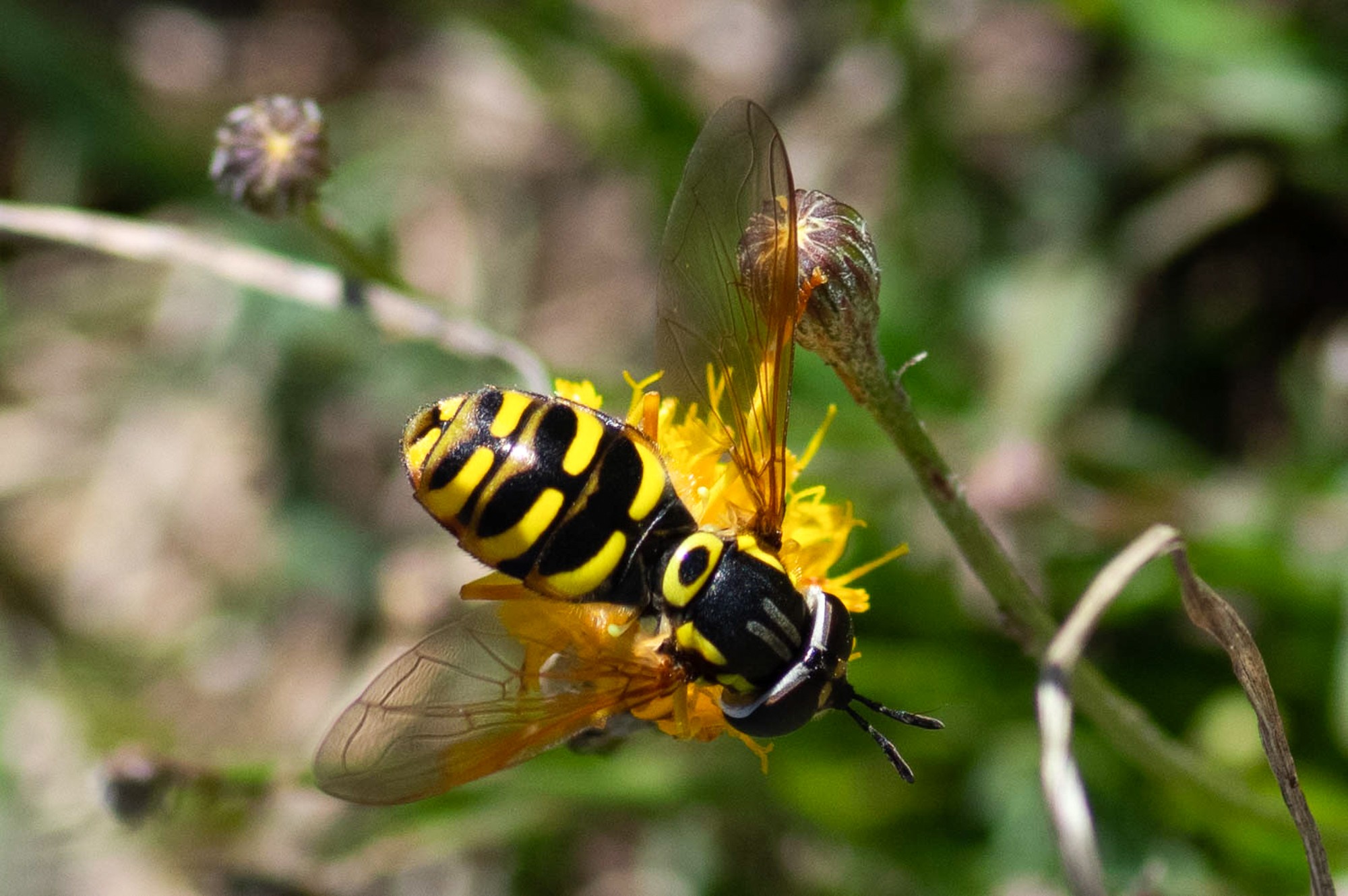 chrysotoxum verralli