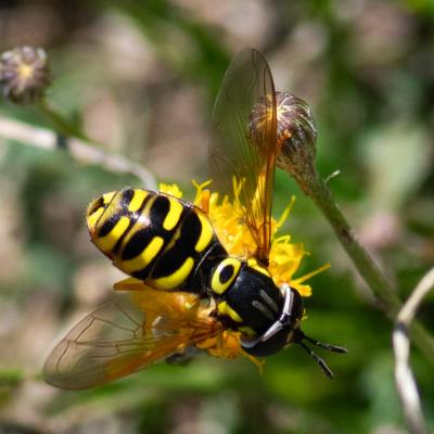 chrysotoxum verralli