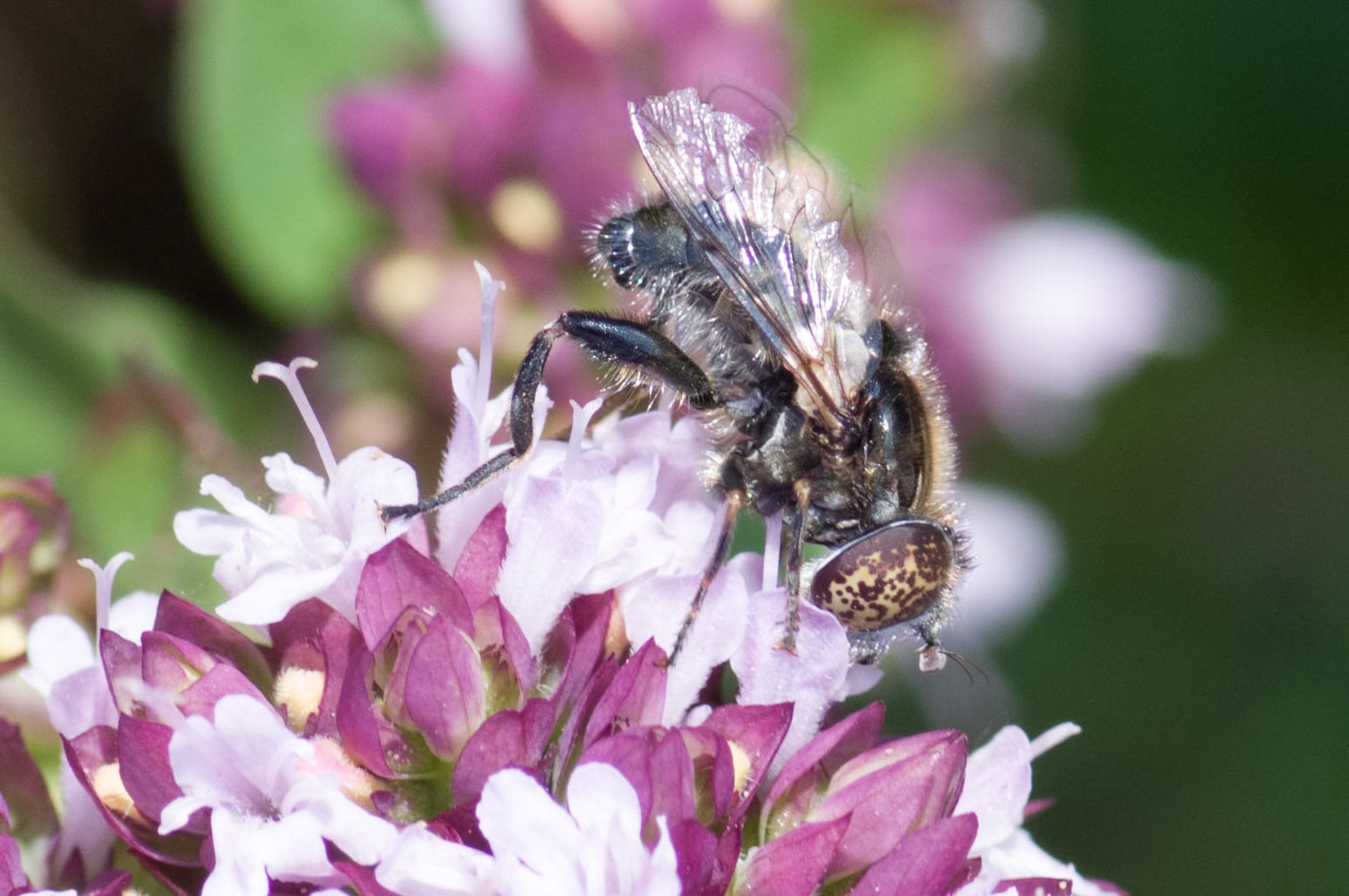 eristalinus sepulchralis