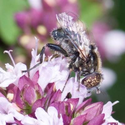 eristalinus sepulchralis