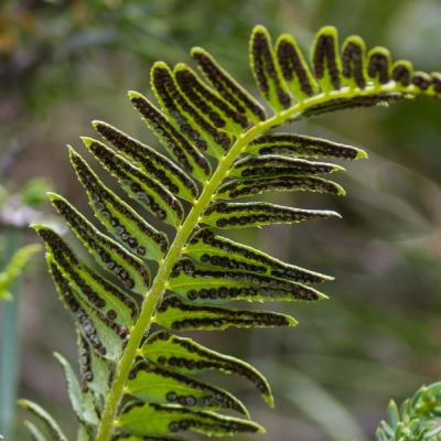 Gg fougeres 8381 redimensionner