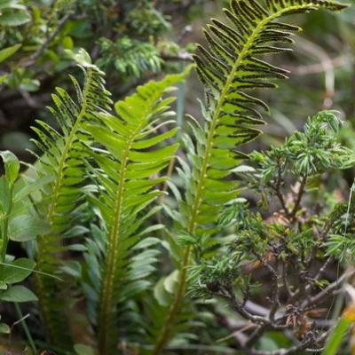 Gg fougeres 8382 redimensionner