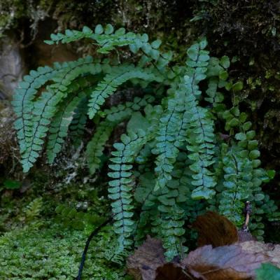 Gg fougeres 9029 redimensionner