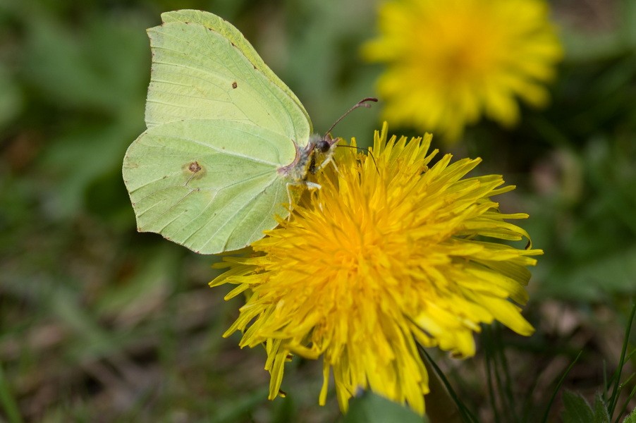 Gg gonepteryx rhamni 6853 
