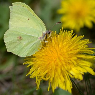 Gg gonepteryx rhamni 6853 