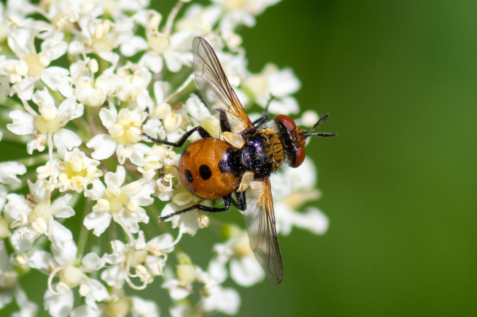 gymnosoma sp