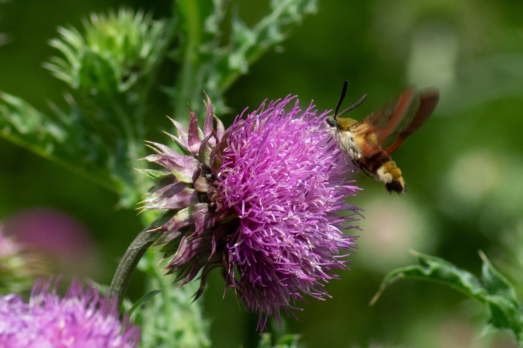 Gg hemaris fuciformis 0954