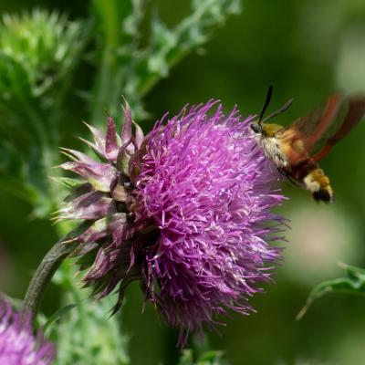 Gg hemaris fuciformis 0954