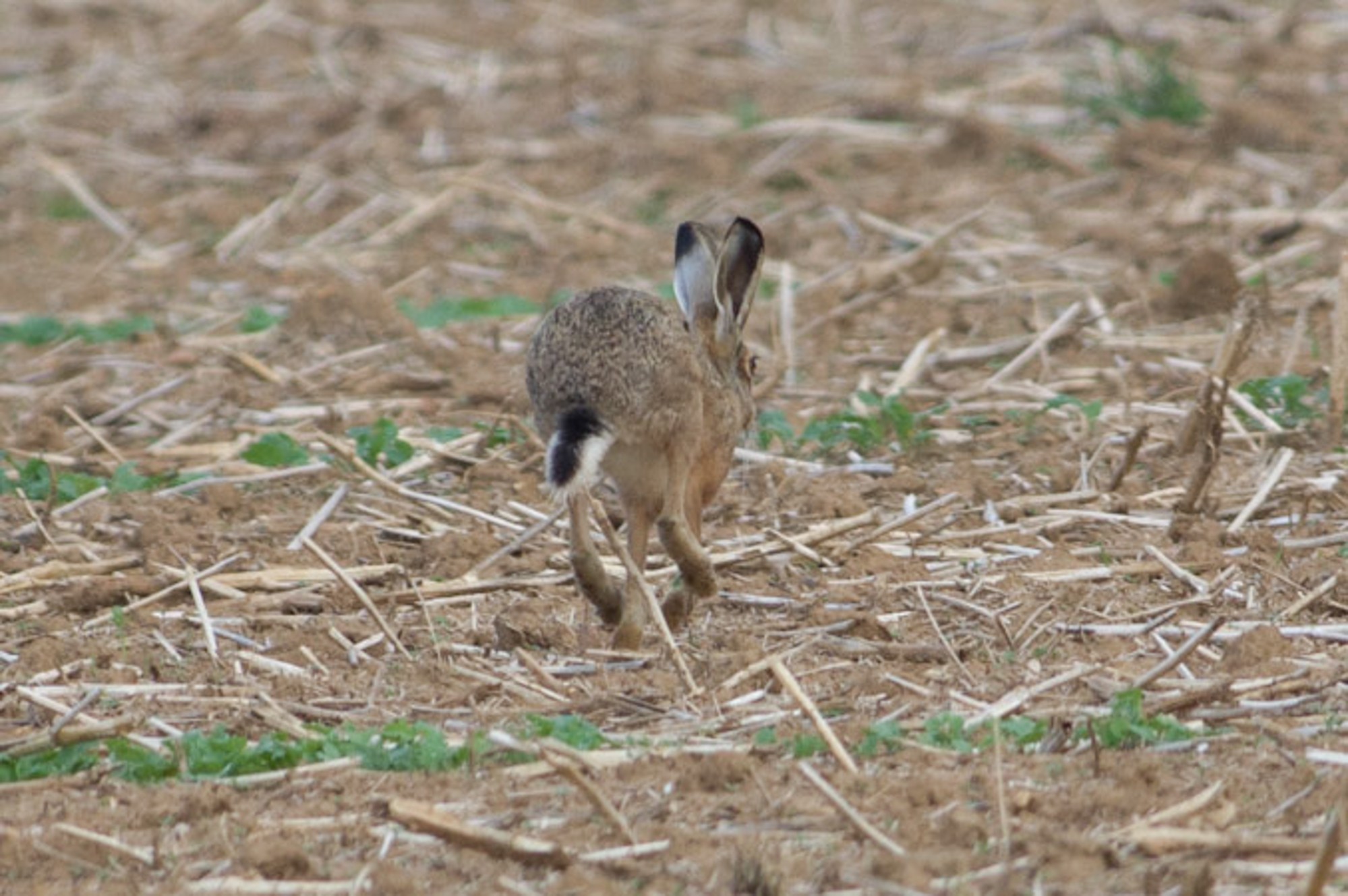 lepus