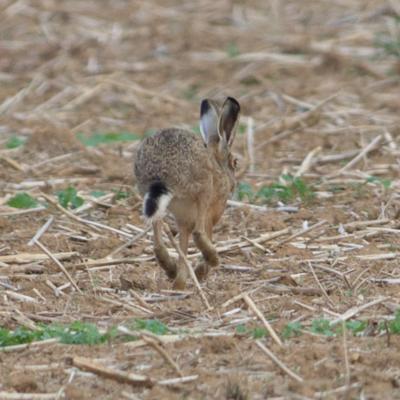 lepus