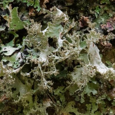 Gg lichens 0103
