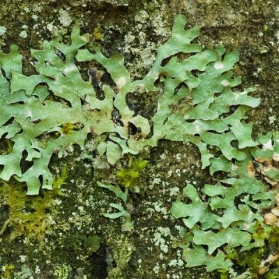 Gg lichens 0154 
