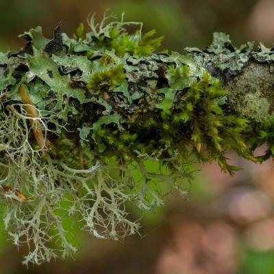 Gg lichens 0170 
