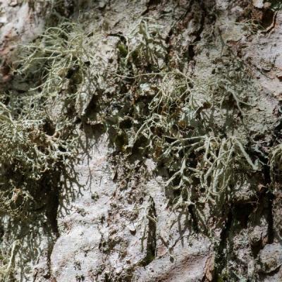 Gg lichens 0179 